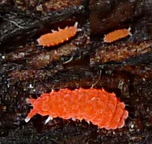 Bilobella braunerae